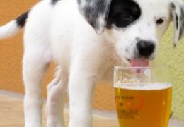 Можно ли проводить лечение собак водкой, это не вредно для собаки?