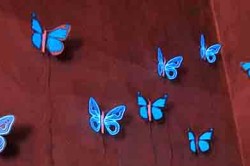 Schmetterling was bedeutet Plattdeutsches Wörterbuch