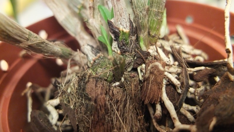 Дендробиум пересадка в домашних условиях. Орхидея Дендробиум корни. Орхидея Дендробиум пересадка. Орхидея Дендробиум Нобиле пересадка. Дендробиум Орхидея пересаживание.