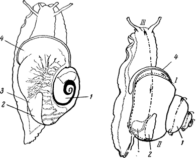 Внутреннее строение виноградной улитки рисунок с подписями